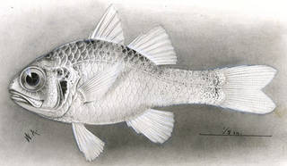 To NMNH Extant Collection (Apogon erythrinus P08150 illustration)