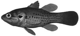 To NMNH Extant Collection (Apogonichthys isostigma P00910 illustration)