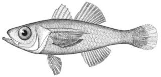 To NMNH Extant Collection (Apogonichthys mentalis P00915 illustration)