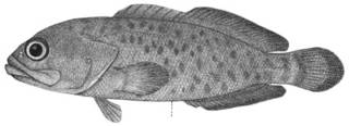 To NMNH Extant Collection (Aporops bilinearis P00927 illustration)