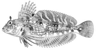 To NMNH Extant Collection (Archaulus biseriatus P01155 illustration)
