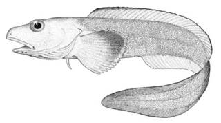 To NMNH Extant Collection (Aprodon cortezianus P01557 illustration)