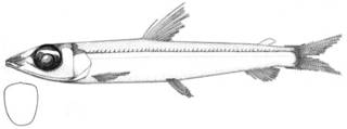 To NMNH Extant Collection (Argentina brucei P01170 illustration)