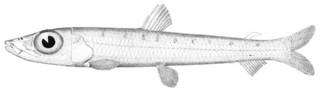 To NMNH Extant Collection (Argentina striata P01174 illustration)