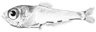 To NMNH Extant Collection (Argyripnus ephippiatus P01188 illustration)