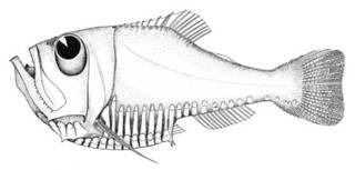 To NMNH Extant Collection (Argyropelecus affinis P01197 illustration)