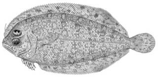 To NMNH Extant Collection (Arnoglossus japonicus P01273 illustration)
