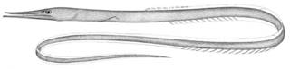 To NMNH Extant Collection (Serrivomer beanii P05449 illustration)