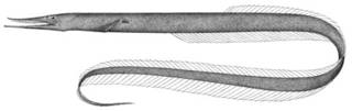 To NMNH Extant Collection (Serrivomer beanii P05450 illustration)
