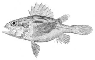 To NMNH Extant Collection (Setarches parmatus P05451 illustration)