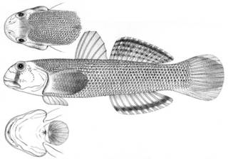 To NMNH Extant Collection (Sicydium palawanensis P05462 illustration)