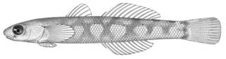 To NMNH Extant Collection (Sicyopterus tauae P05495 illustration)