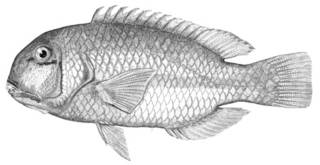 To NMNH Extant Collection (Choerops zamboangae P03112 illustration)