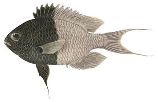 To NMNH Extant Collection (Chromis iomelas P03147 illustration)