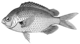 To NMNH Extant Collection (Chromis ovalis P03153 illustration)