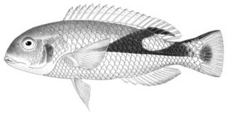 To NMNH Extant Collection (Choerops jordani P03230 illustration)
