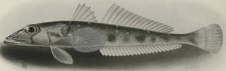 To NMNH Extant Collection (Chrionema chryseres P09228 illustration)