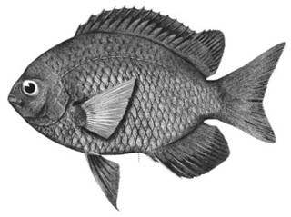 To NMNH Extant Collection (Chromis verater P15718 illustration)