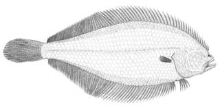To NMNH Extant Collection (Citharichthys arctifrons P03238 illustration)