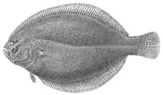 To NMNH Extant Collection (Citharichthys arenaceus P03239 illustration)