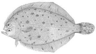 To NMNH Extant Collection (Citharichthys macrops P03241 illustration)