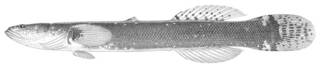 To NMNH Extant Collection (Clariger exilis P03260 illustration)