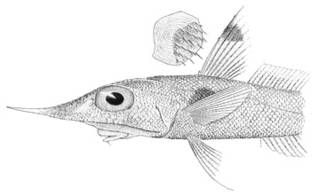 To NMNH Extant Collection (Coelocephalus gladius P03303 illustration)