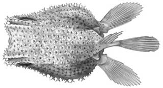 To NMNH Extant Collection (Coelophrys arca P03305 illustration)