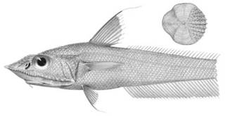 To NMNH Extant Collection (Coelorhynchus acantholepis P03307 illustration)