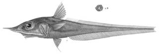 To NMNH Extant Collection (Coelorhynchus acutirostris P03308 illustration)