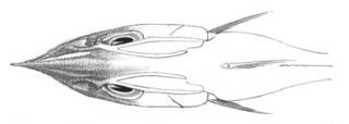 To NMNH Extant Collection (Coelorhynchus acutirostris P03309 illustration)