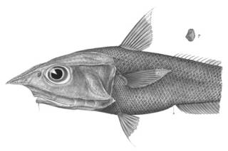 To NMNH Extant Collection (Coelorhynchus argentatus P03312 illustration)