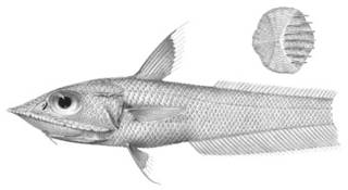 To NMNH Extant Collection (Coelorhynchus carinifer P03320 illustration)