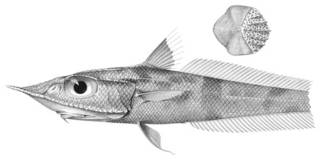 To NMNH Extant Collection (Coelorhynchus cingulatus P03323 illustration)