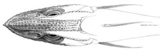 To NMNH Extant Collection (Coelorhynchus commutabilis P03325 illustration)