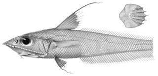 To NMNH Extant Collection (Coelorhynchus maculatus P03337 illustration)