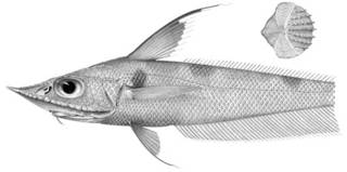 To NMNH Extant Collection (Coelorhynchus sexradiatus P03348 illustration)
