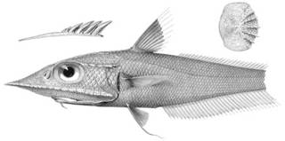 To NMNH Extant Collection (Coelorhynchus smithi P03349 illustration)