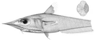 To NMNH Extant Collection (Coelorhynchus thompsoni P03351 illustration)