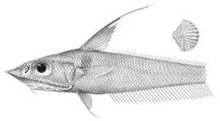 To NMNH Extant Collection (Coelorhynchus triocellatus P03352 illustration)