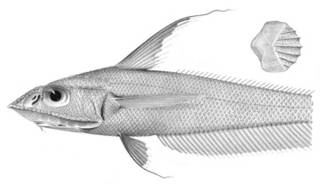 To NMNH Extant Collection (Coelorhynchus velifer P03353 illustration)