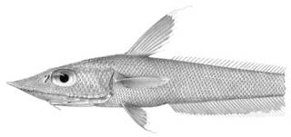 To NMNH Extant Collection (Coelorhynchus weberi P03354 illustration)