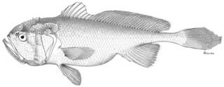 To NMNH Extant Collection (Collichthys fragilis P03360 illustration)