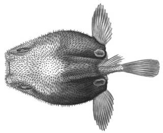 To NMNH Extant Collection (Coelophrys brevipes P03363 illustration)