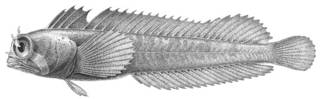 To NMNH Extant Collection (Coralliozetus cardonae P03416 illustration)