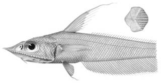 To NMNH Extant Collection (Coelorhynchus dorsalis P03331 illustration)