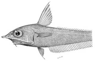 To NMNH Extant Collection (Coelorhynchus jordani P03333 illustration)