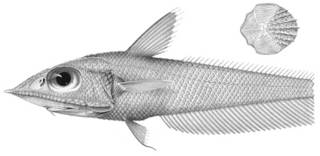 To NMNH Extant Collection (Coelorhynchus macrolepis P03335 illustration)