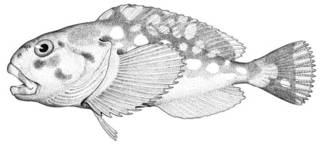 To NMNH Extant Collection (Cottunculus brephocephalus P03681 illustration)