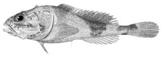 To NMNH Extant Collection (Cottunculus microps P03682 illustration)
